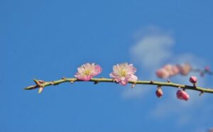 臨時休業のお知らせ