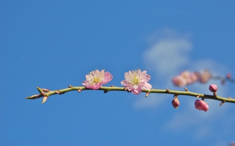 臨時休業のお知らせ