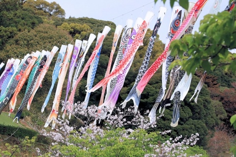 鯉のぼりとさくら