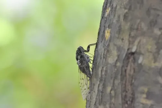 ヒグラシ