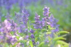 ブルーサルビア