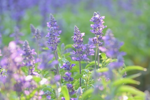 ブルーサルビア